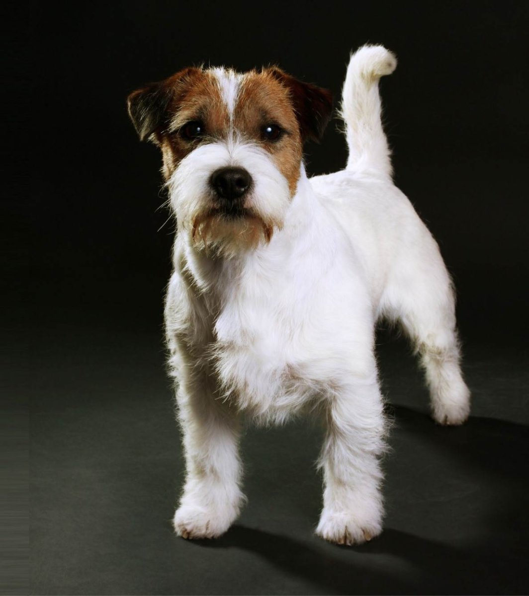 Джек Рассел