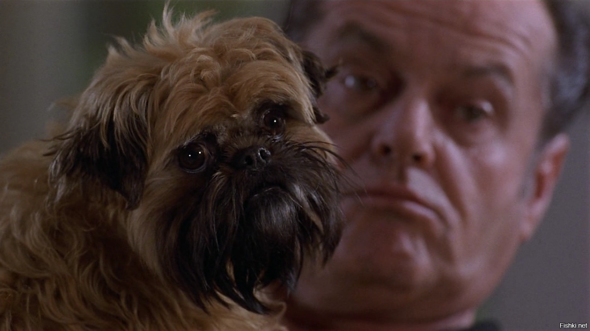 Рассел терьер жесткошерстный