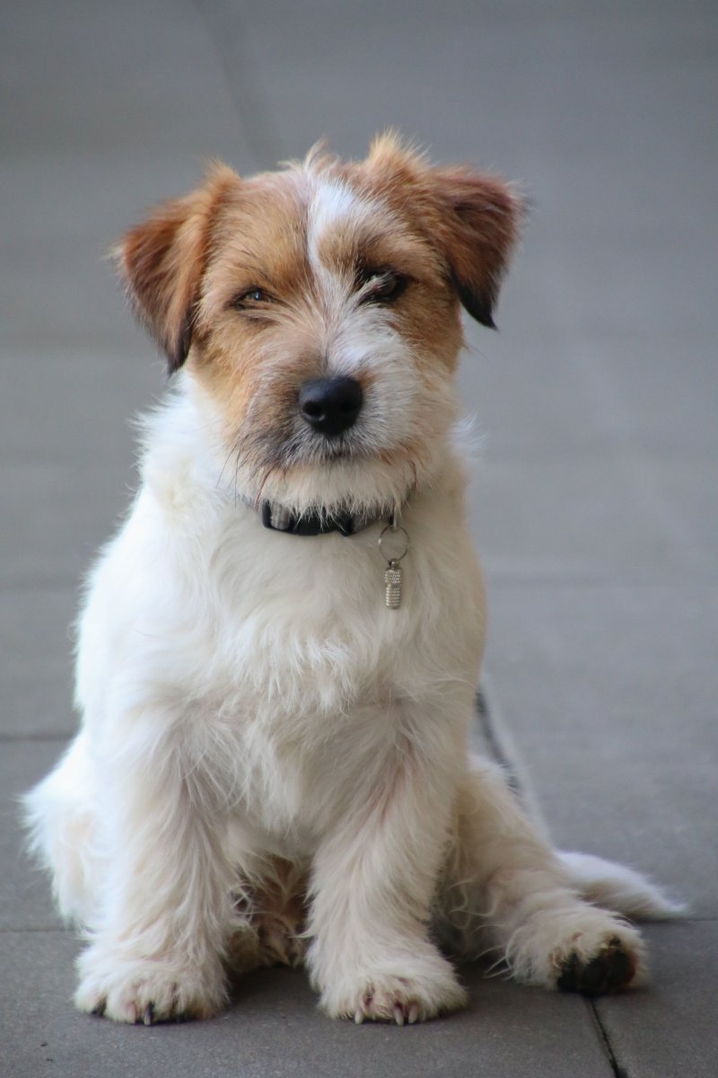 Курт Рассел собака