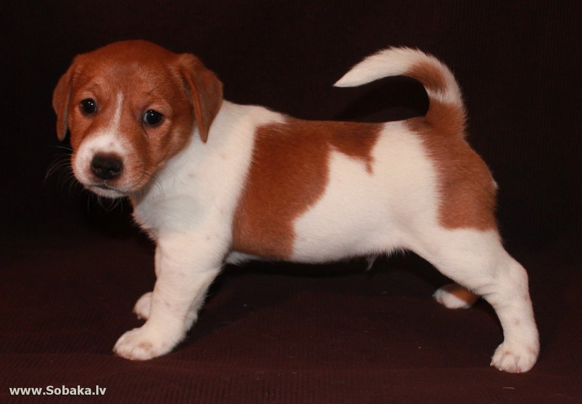 Собачья жизнь Итан и Бейли