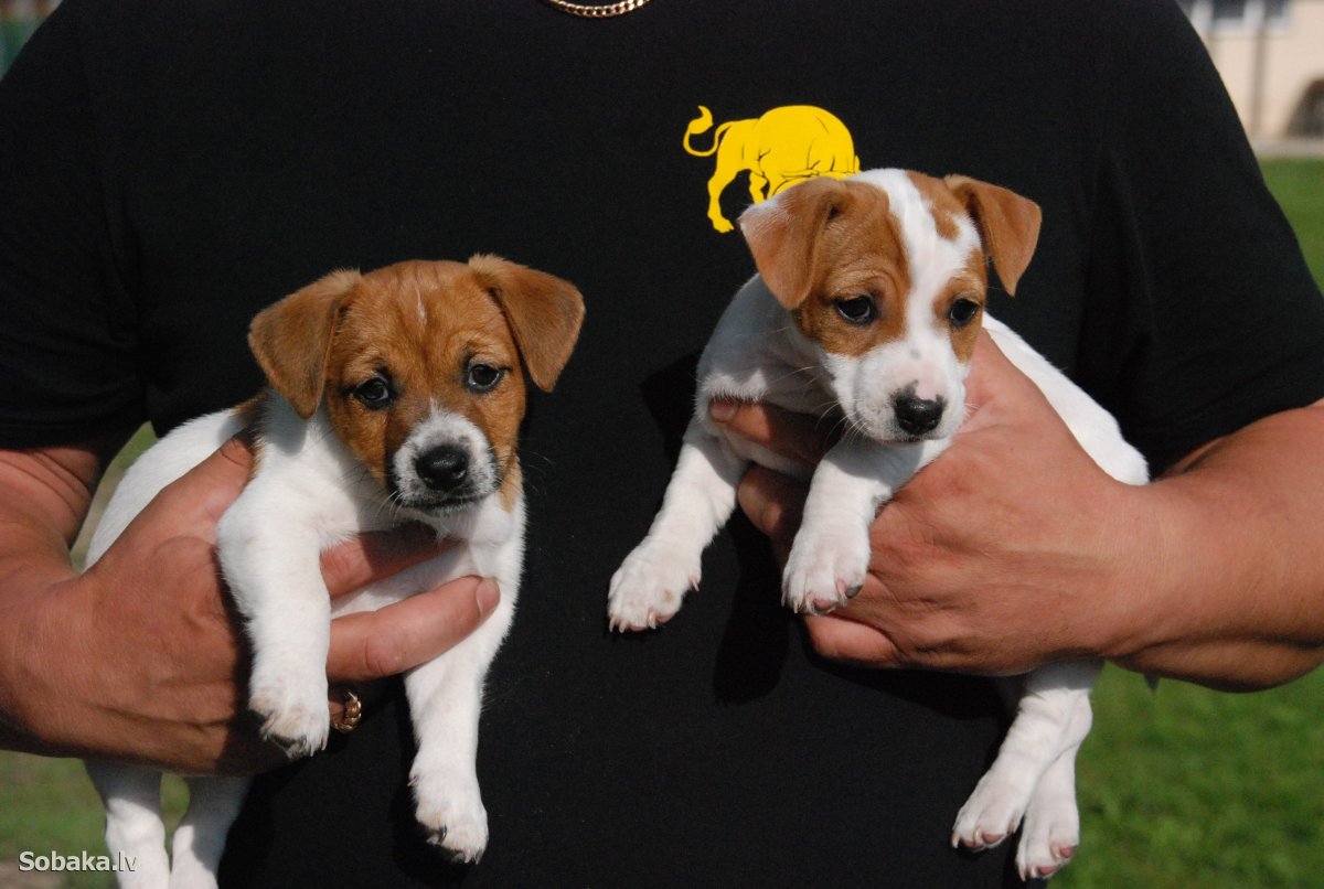 Год собаки фильм 2009