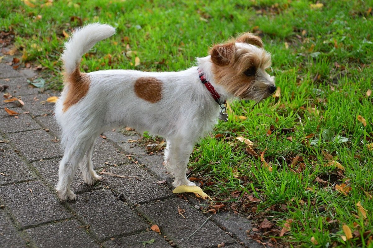 Маска 1994 Майло