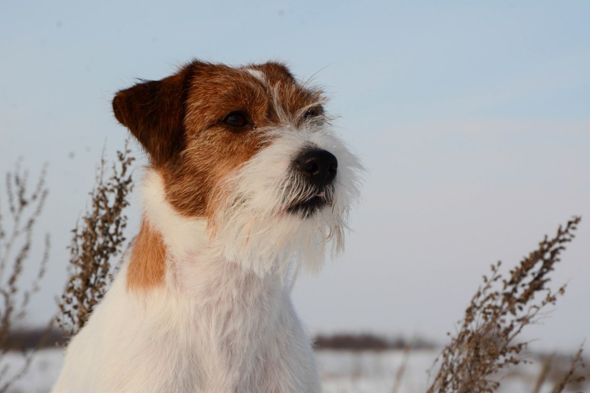 Джек Рассел терьер угги