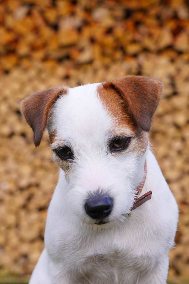 Парсон-Рассел-терьер щенки