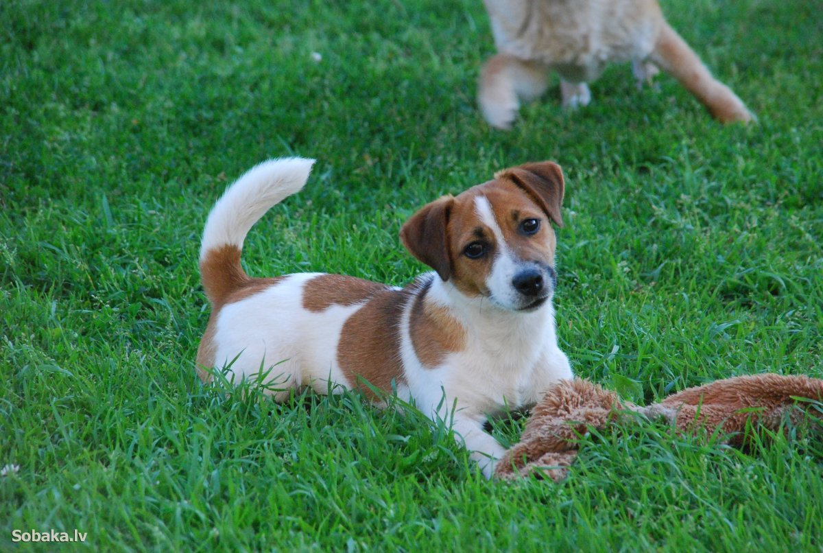 Рассел терьер