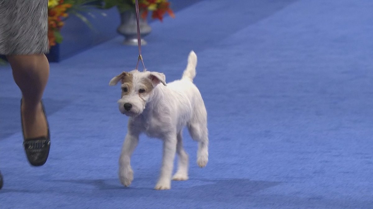 Парсон-Рассел-Джек лохматый