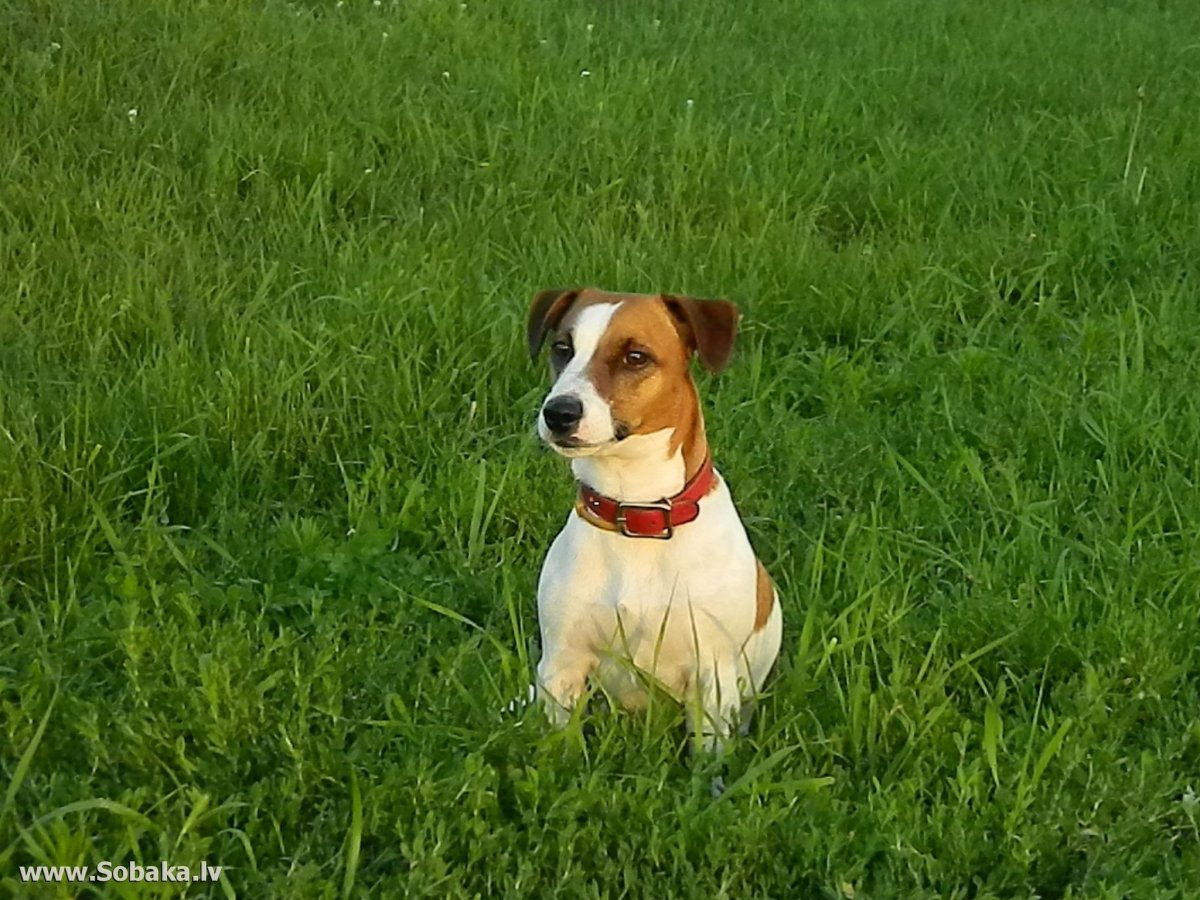 Парсон Рассел терьер Брокен