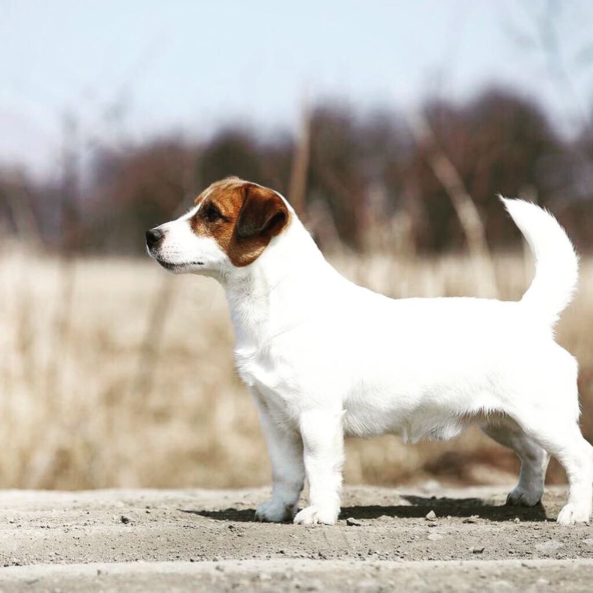 Курт Рассел собака