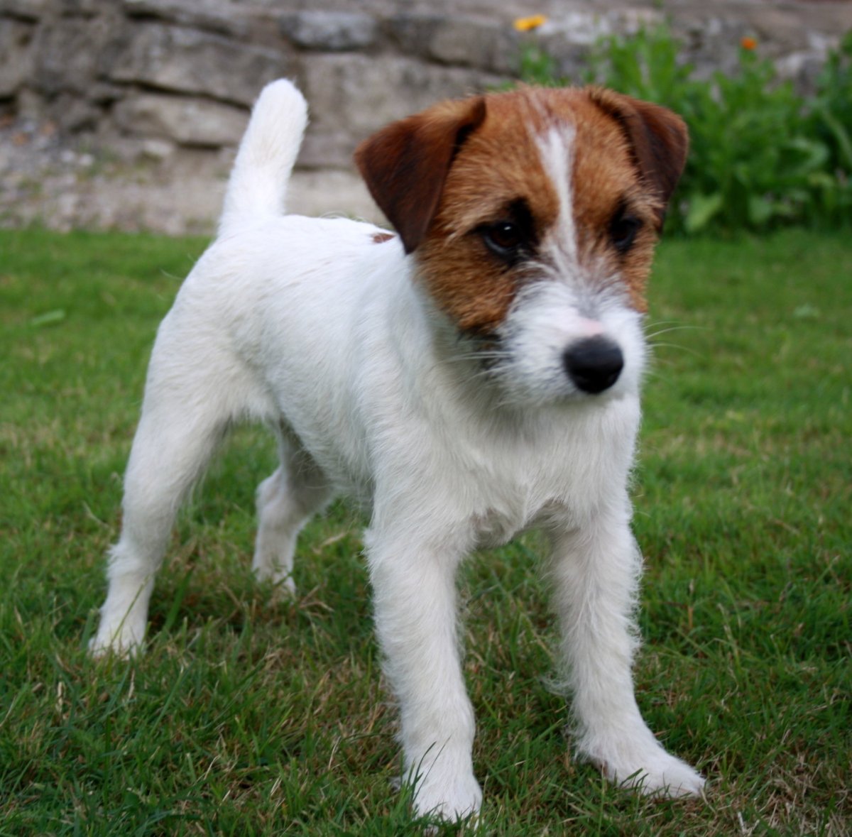 Джек Рассел