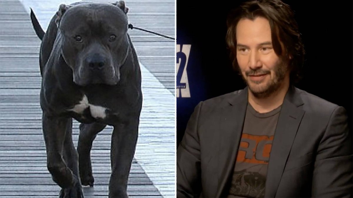 Джек-Рассел-терьер жесткошерстный