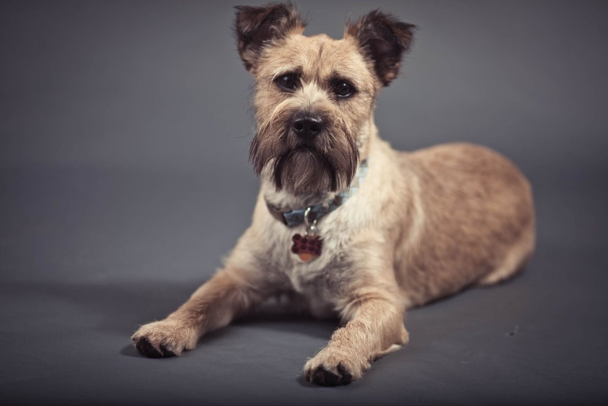 Собака с рыжими пятнами