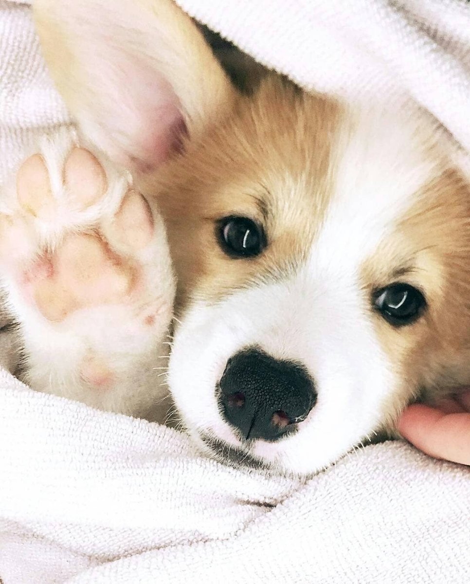 Милый щенок