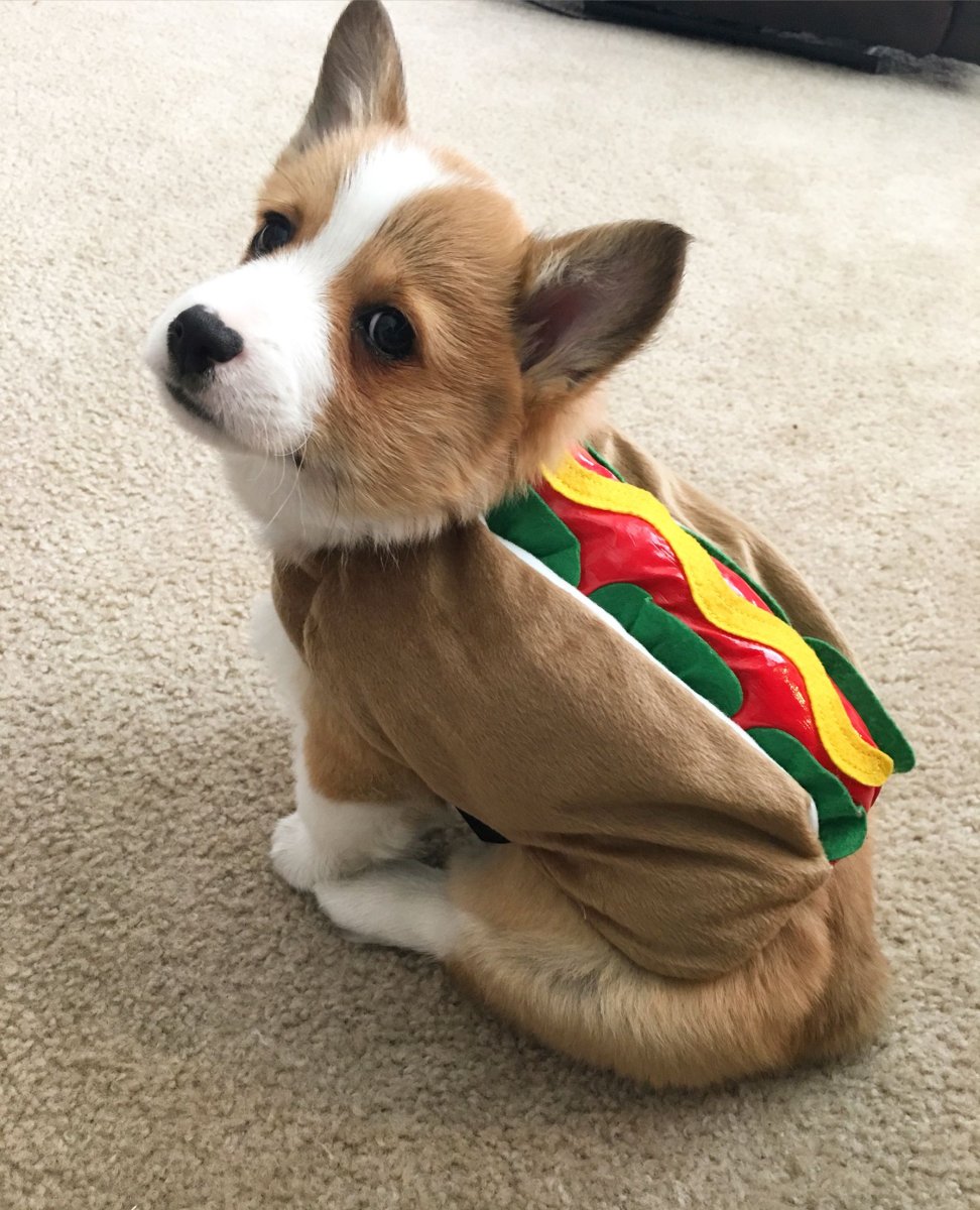 Корги малыш