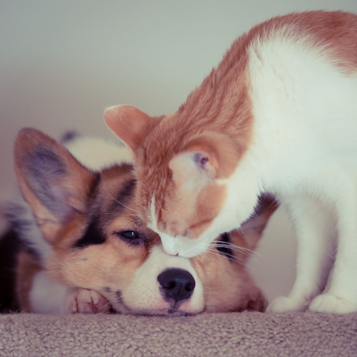 Лапы корги