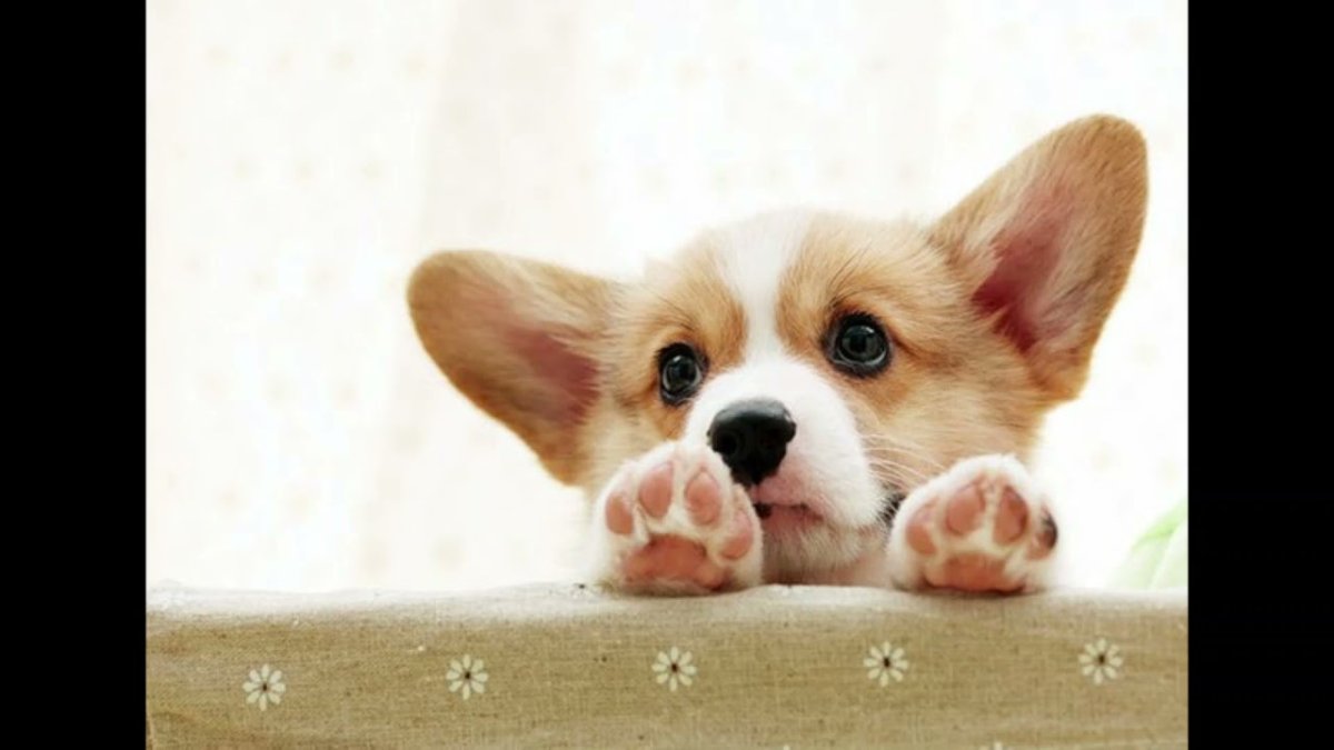 Корги выглядывает