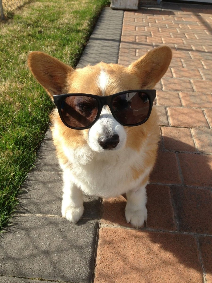 Вельш корги спит