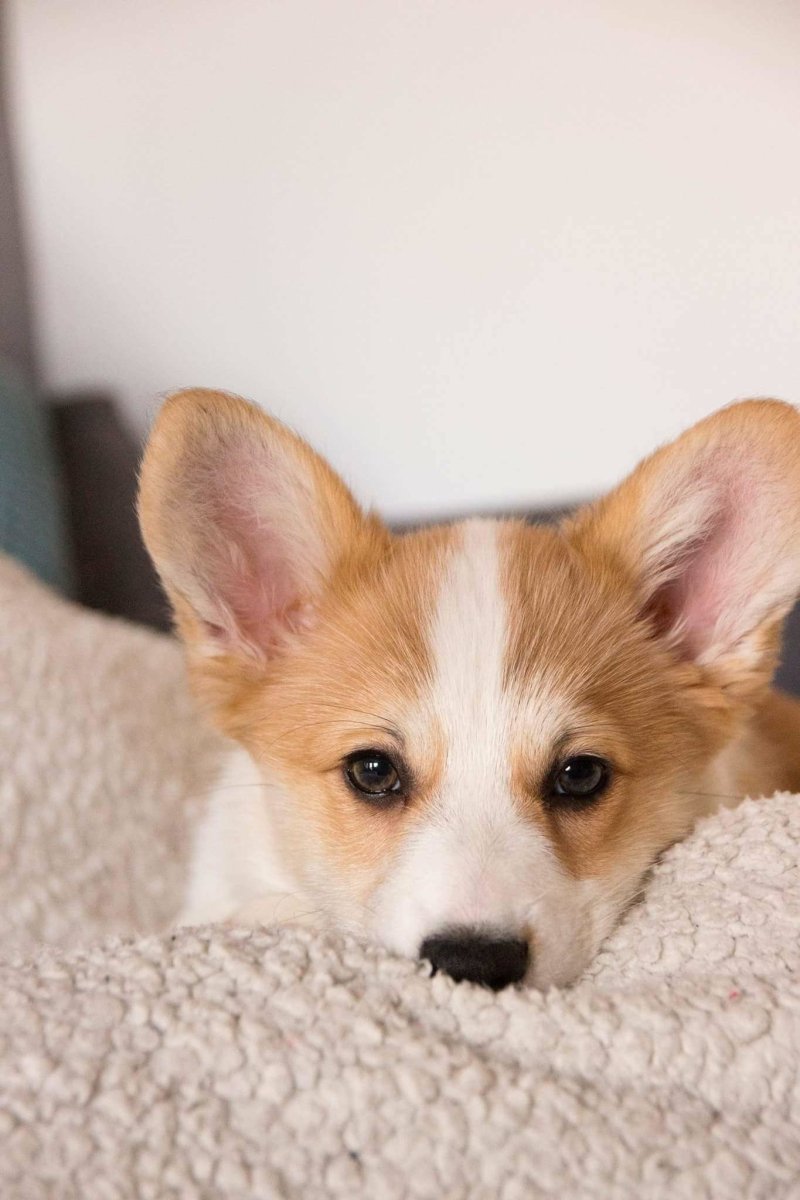 Детеныш корги