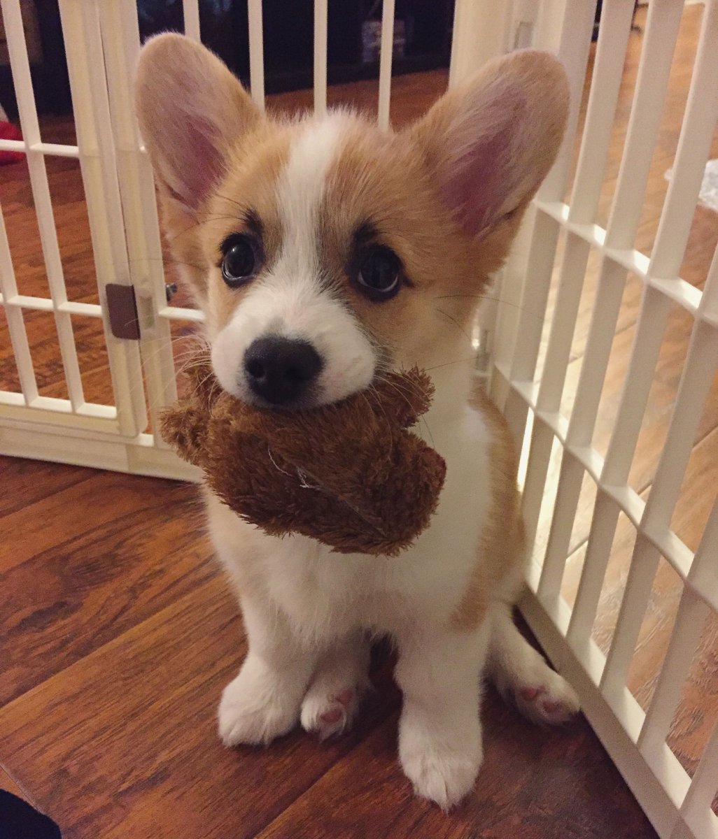 Корги Екатерины 2