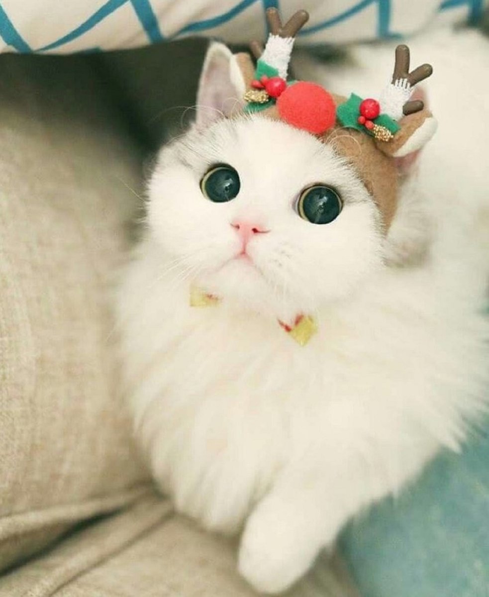 Цветняшки котик игрушка