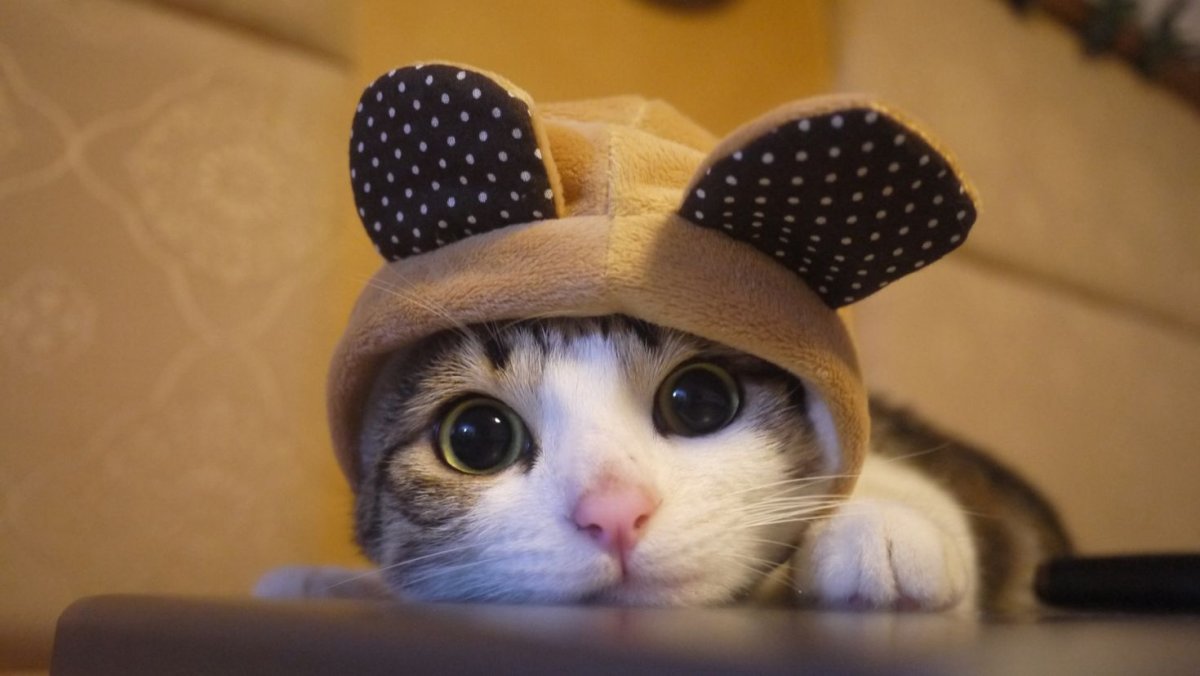 Шапочка котика