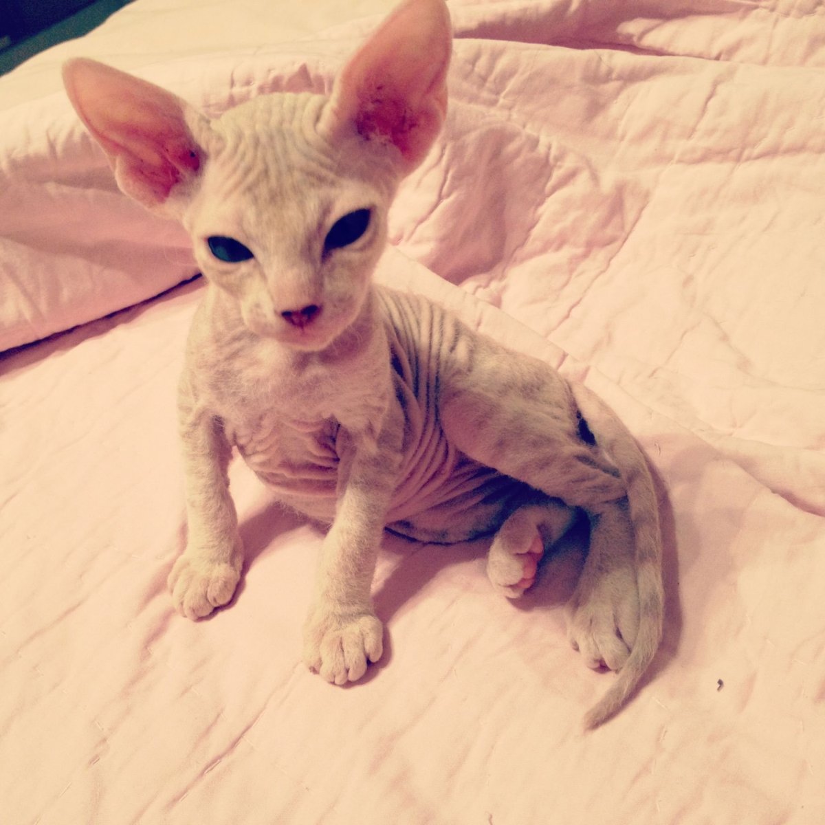 Донской сфинкс велюровый взрослый