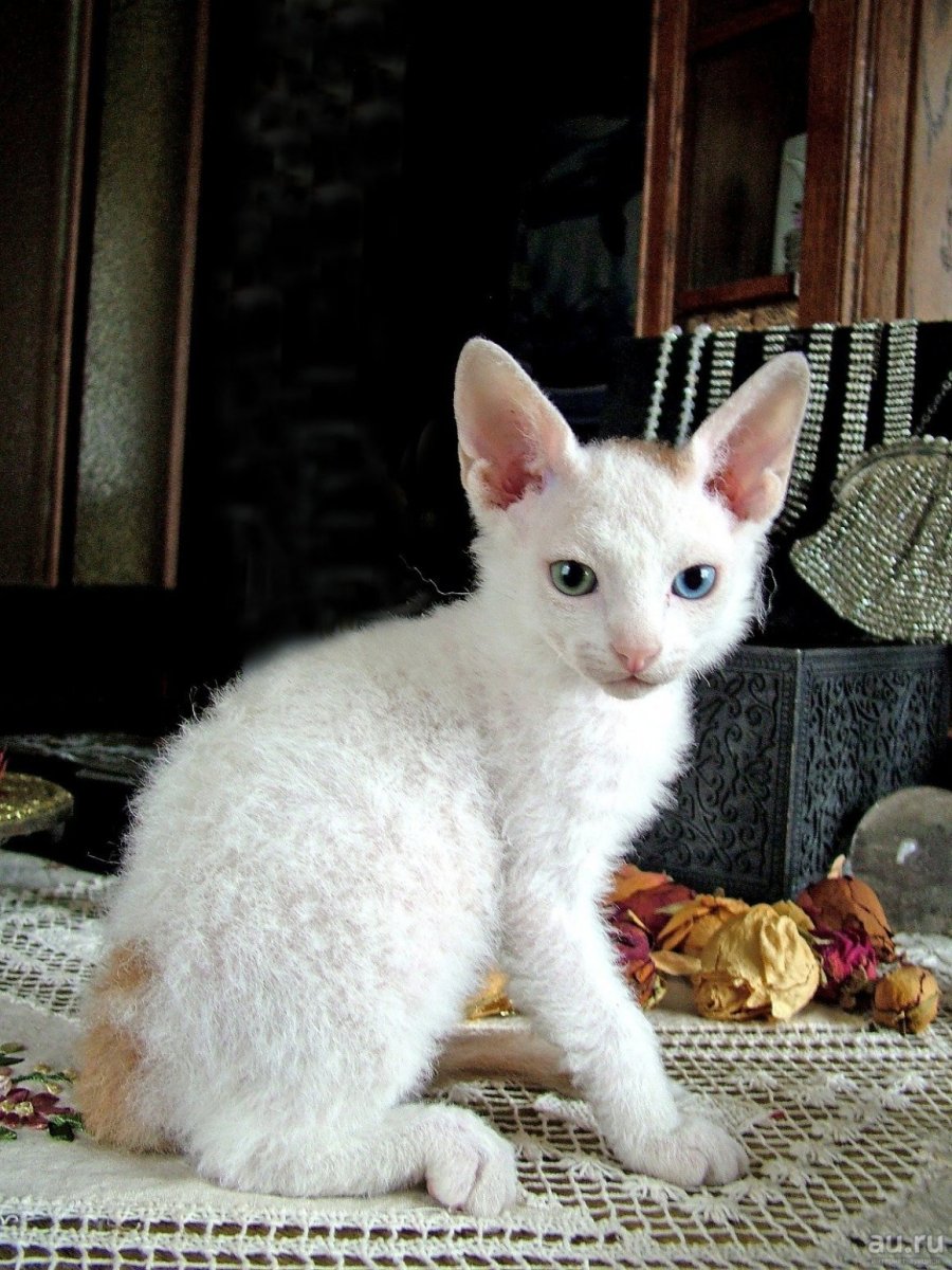 Девон рекс кот