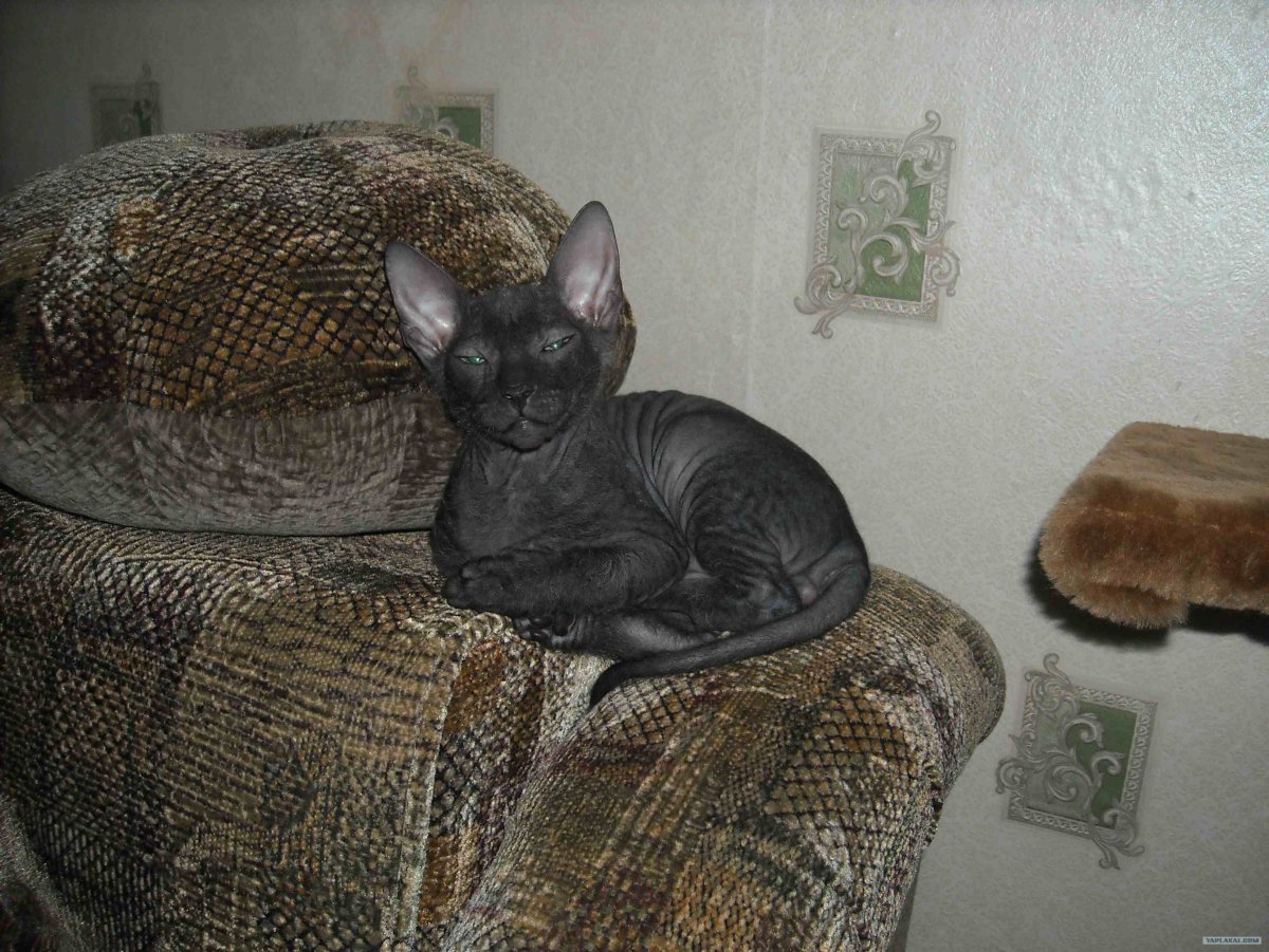 Сфинкс кошка с шерстью браш