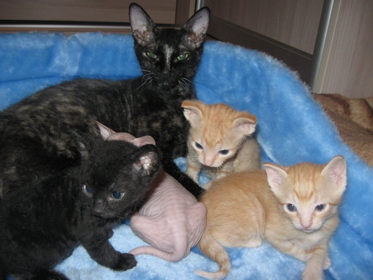 Донской сфинкс браш