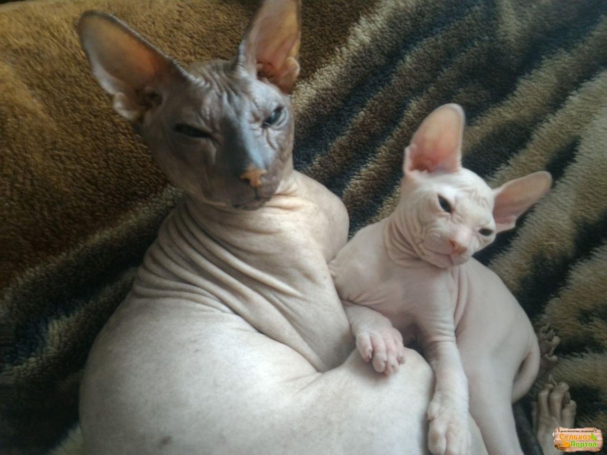 Донской сфинкс браш велюр