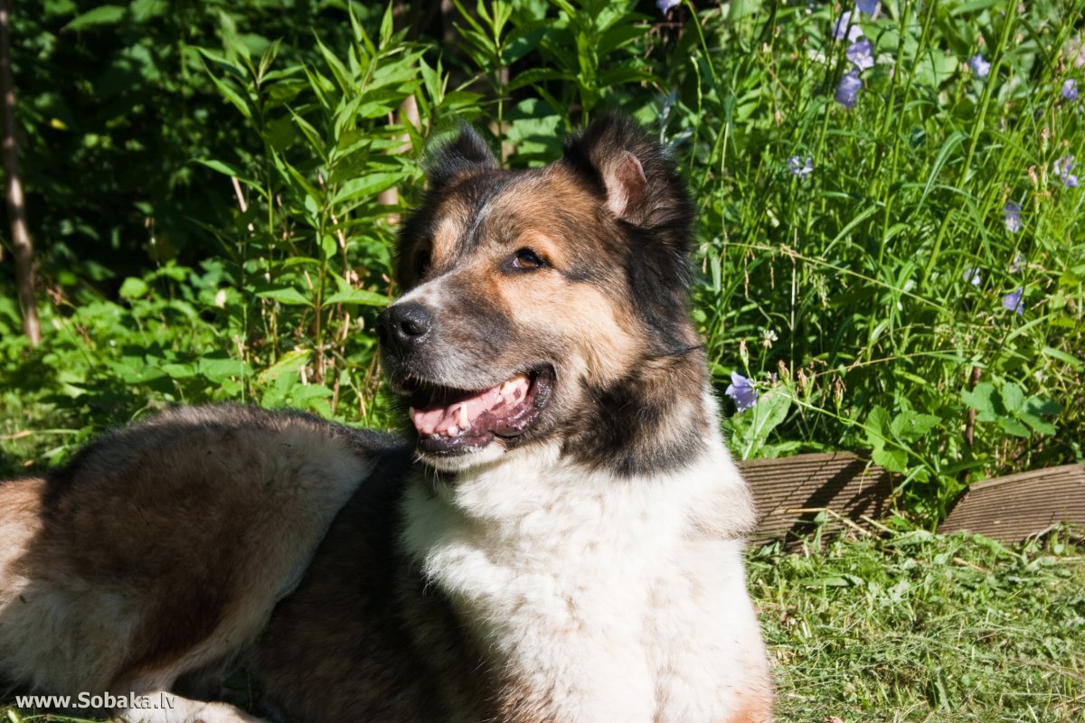 Смесь немецкой овчарки и кавказской овчарки