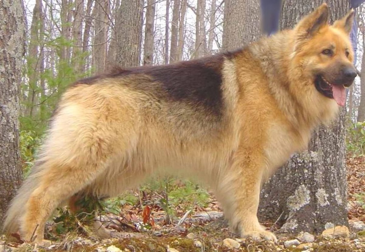 Кавказская овчарка Барон