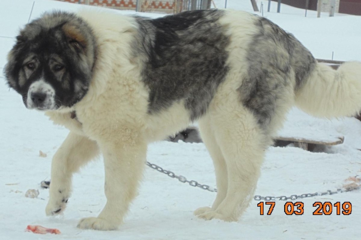 Немецкая овчарка волкодав