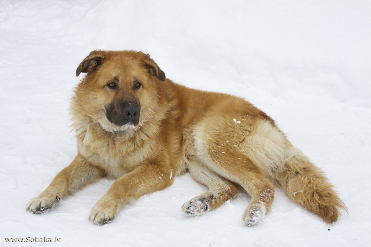 Кавказская овчарка