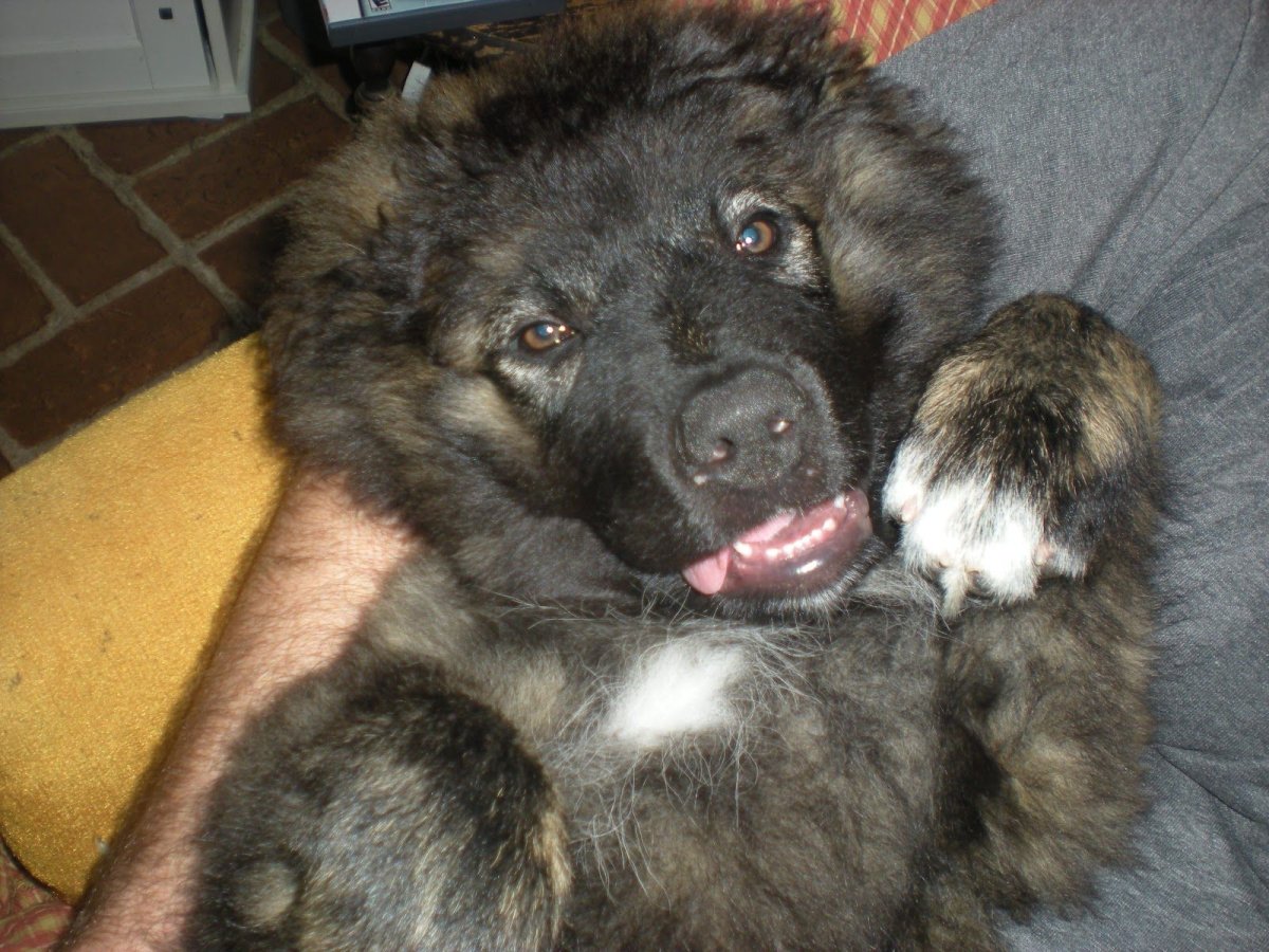 Помесь кавказской овчарки