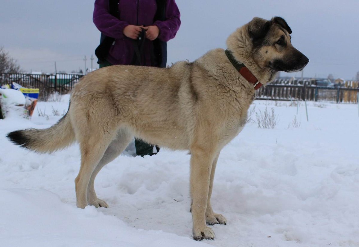 Метис алабая и кавказской овчарки