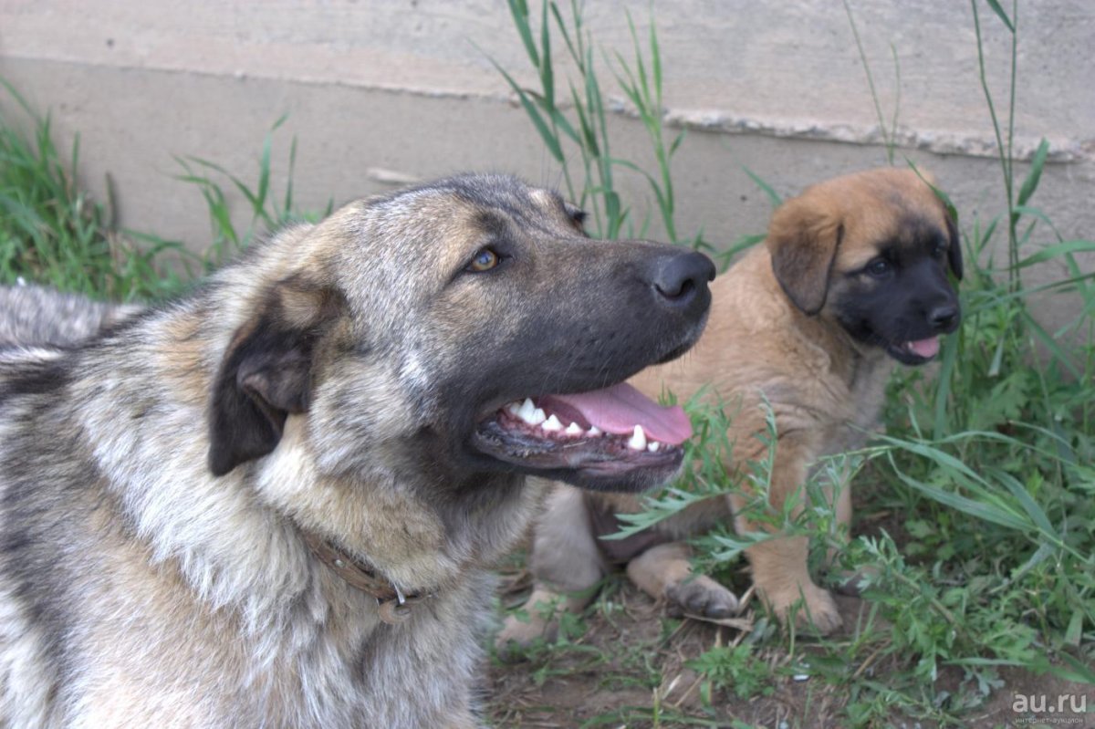 Смесь кавказской овчарки и дворняги