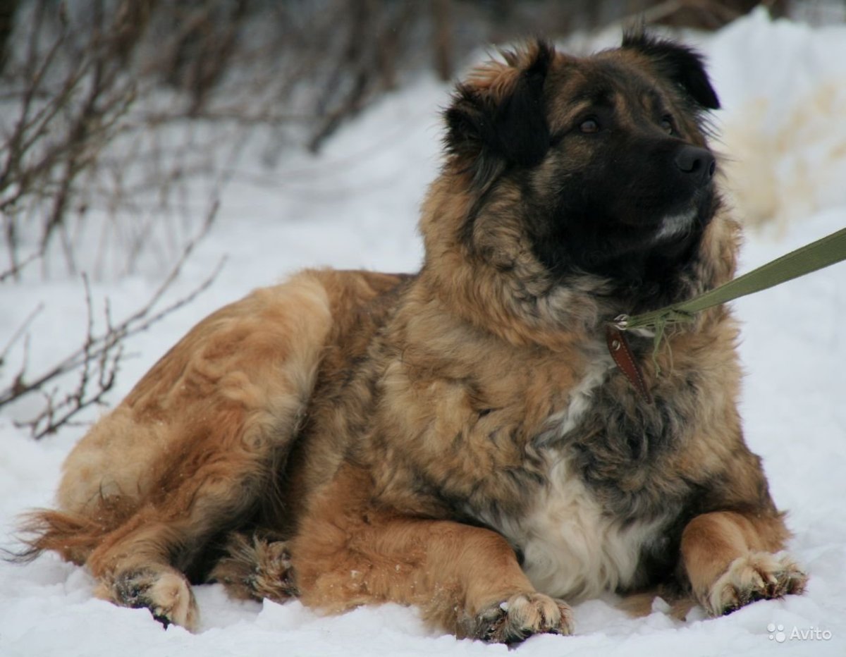Метис кавказской овчарки