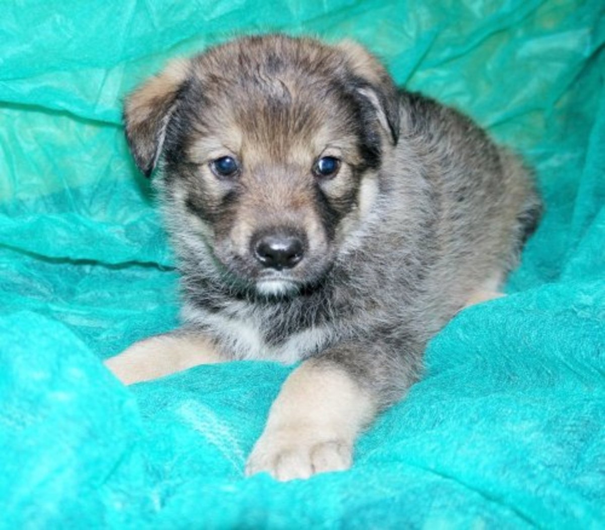 Щенки кавказской овчарки помесь 1 месяц