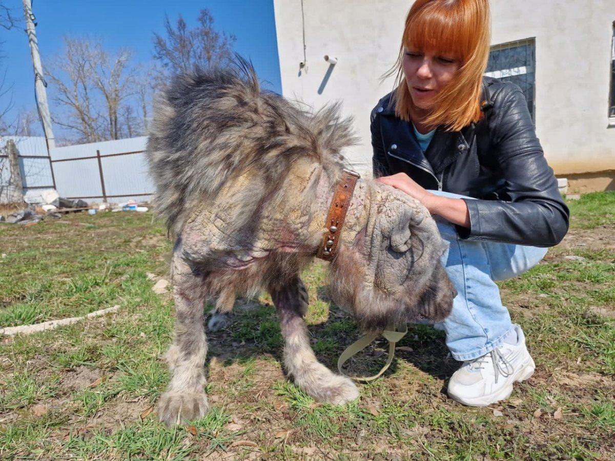 Смесь алабая и кавказской овчарки