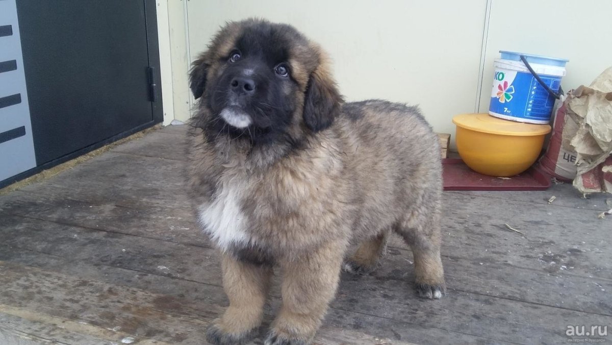 Помесь Кавказская овчарка и дворняжка
