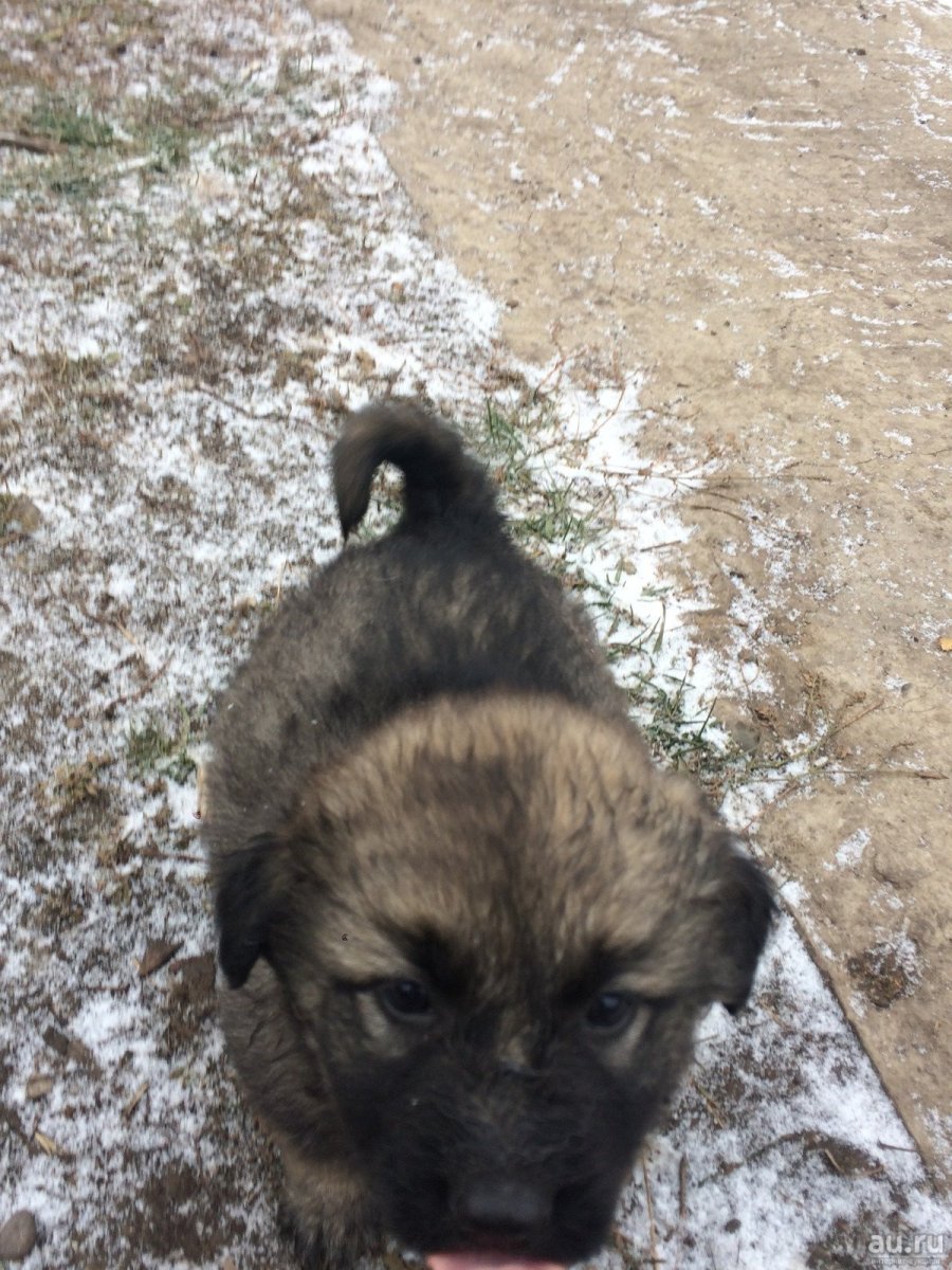 Метис кавказской овчарки