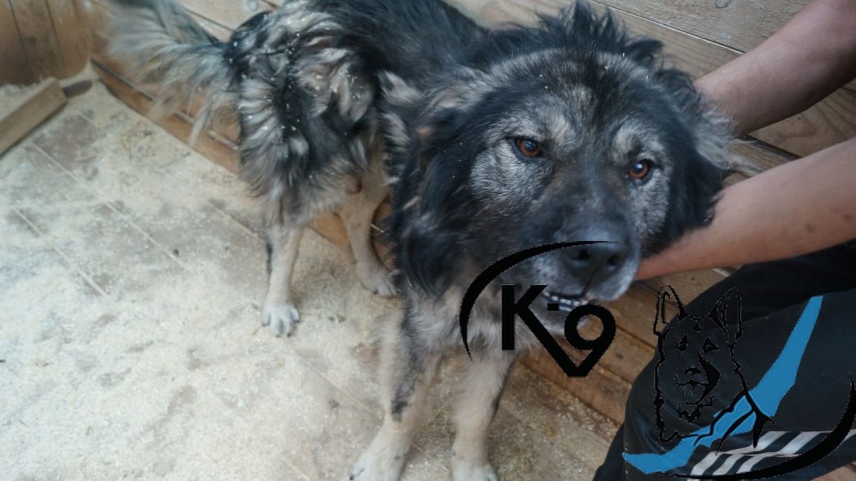 Тувинская овчарка метис