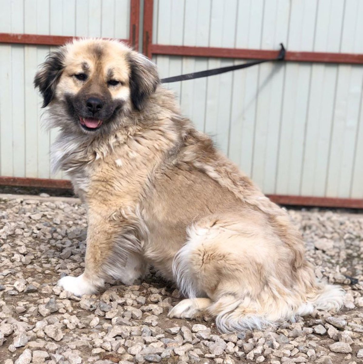 Метис кавказской овчарки