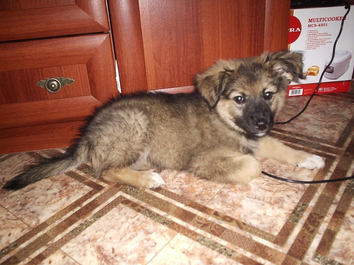 Метис кавказской овчарки