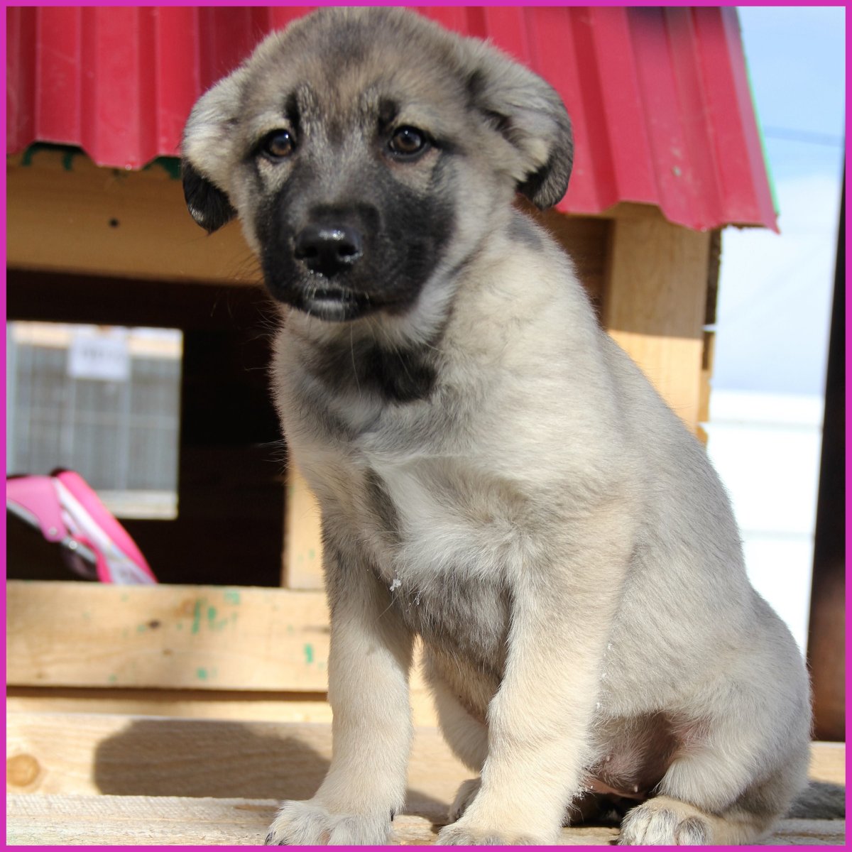 Метис Кавказская овчарка и немец