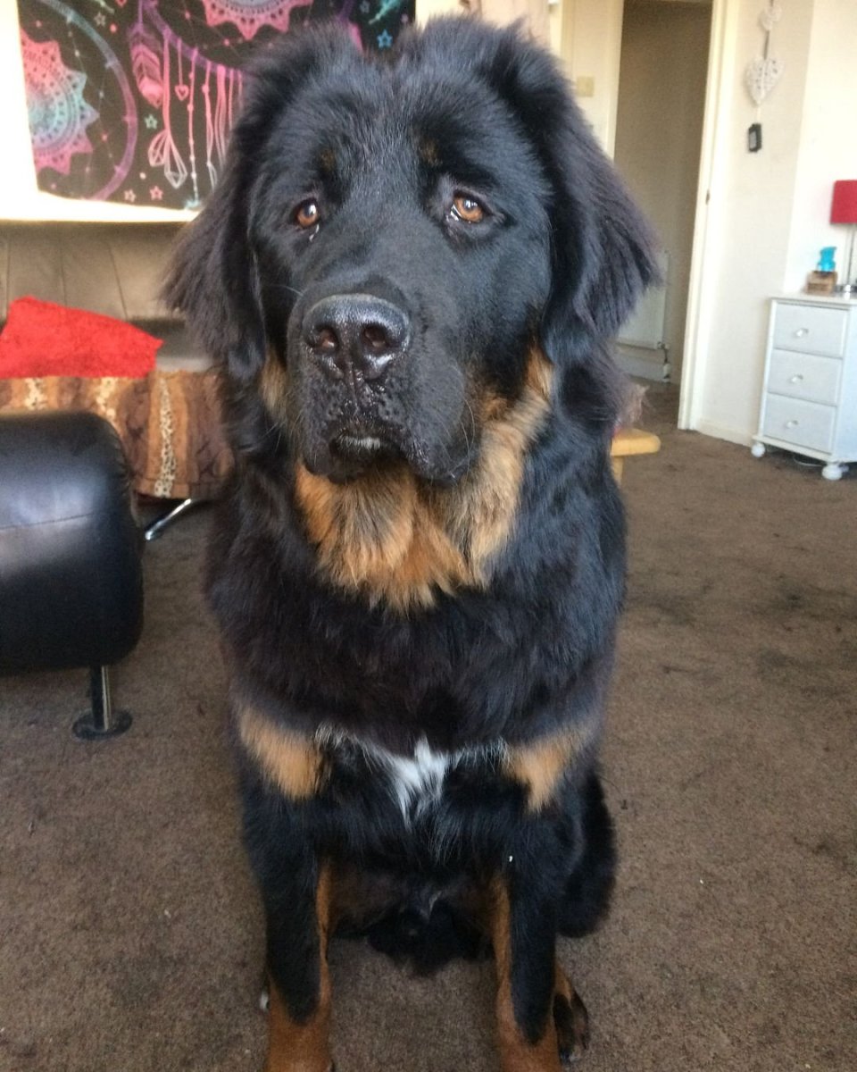 Овчарка Сарлууз Вульфхаунд