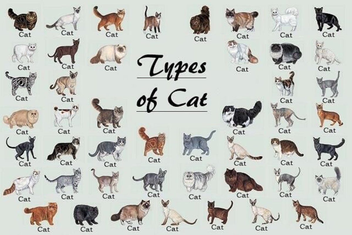 Породы кошек таблица