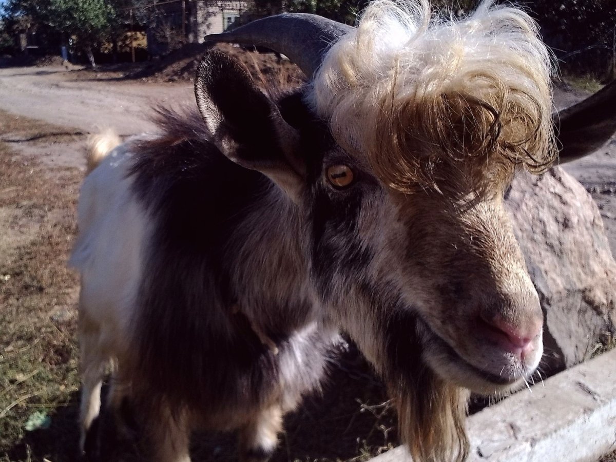 Кудрявый козлик