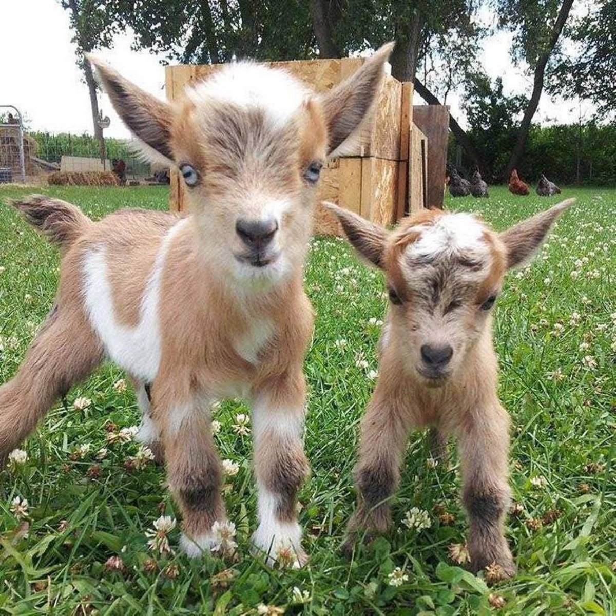 Гималайский козел