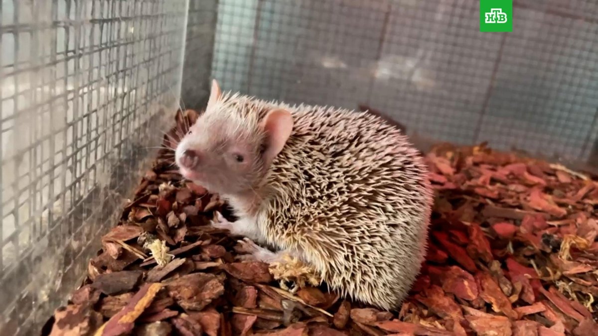 Животные зоопарка коллаж